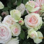 国営越後丘陵公園ばら祭り